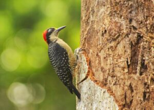 woodpecker on a tree